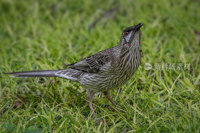 Red Wattlebird （Anthochaera carunculata）